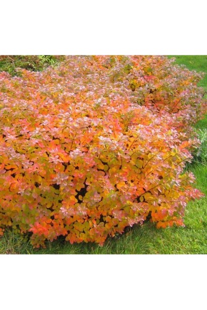 Спірея Ісланд осінь